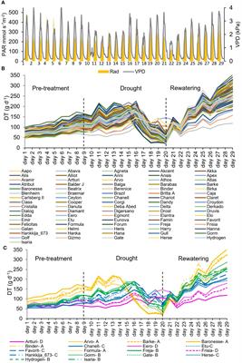 Precision phenotyping of a barley diversity set reveals distinct drought response strategies